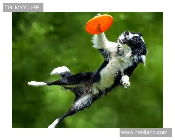 飞盘新手必看：提升心理素质的实用技巧与训练方法