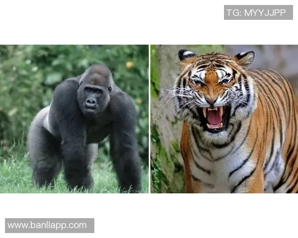 最新王者荣耀意识排行榜出炉LNG战队表现抢眼位居第一